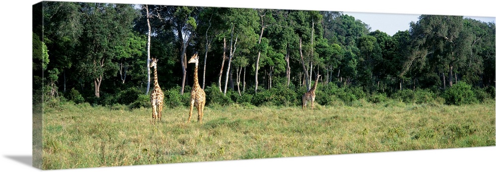 Giraffes Masai Mara National Park Kenya Africa