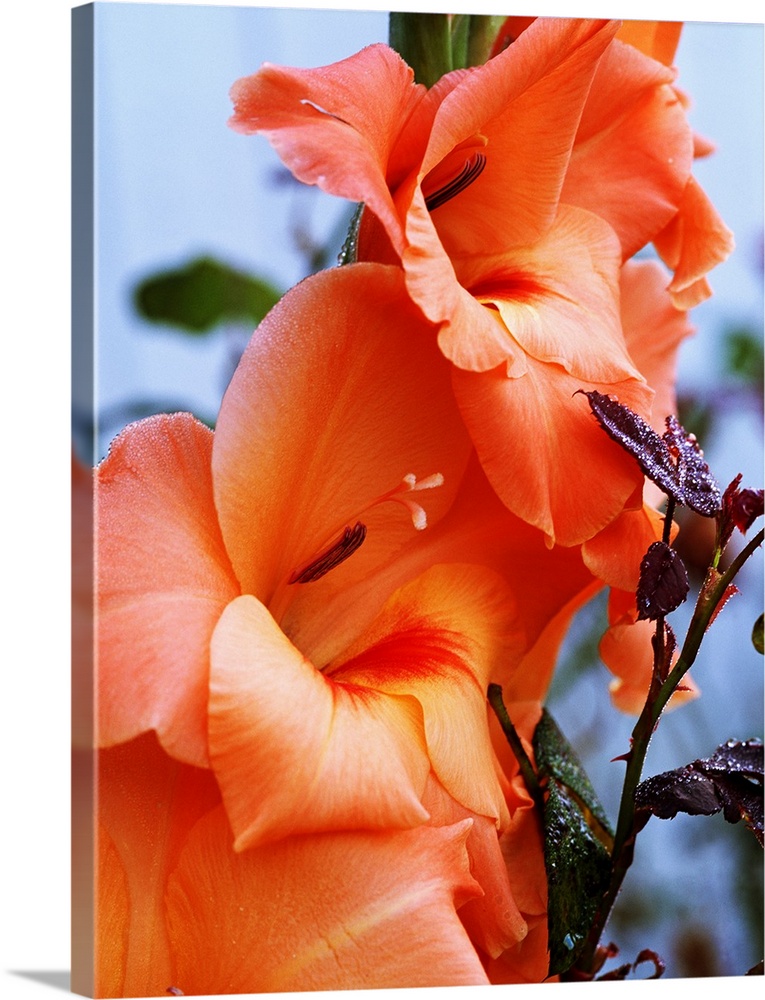 Picture taken closely of peach colored gladiolus flowers that have fully bloomed.