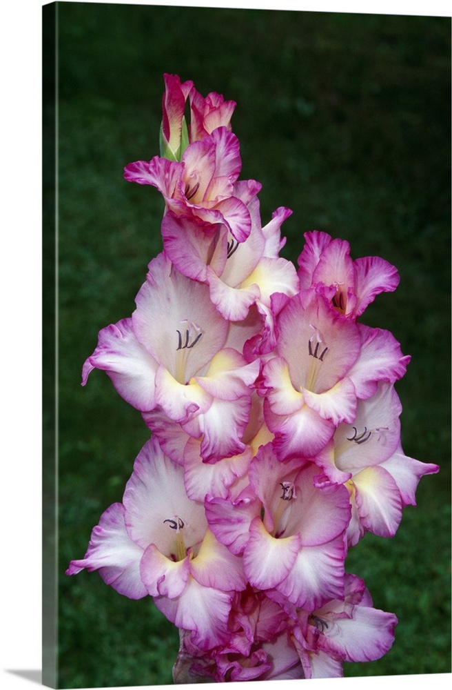 Gladiolus flowers blooming, close up, New York