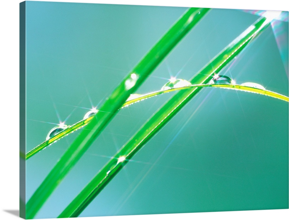 Glistening water droplets on leaves