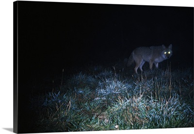 Glowing eyes of eastern coyote hunting at night.