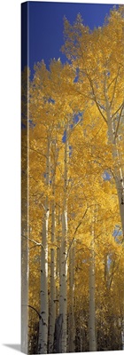 Golden Aspens Standing Tall Flagstaff AZ
