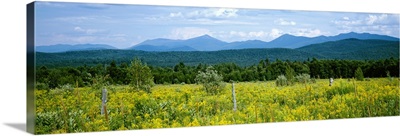 Goldenrod flowers in field with mountains in the background, Adirondack High Peaks, Adirondack Mountains, New York State