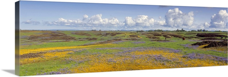 Goldfield flowers in a field, Table Mountain, Sierra Foothills ...