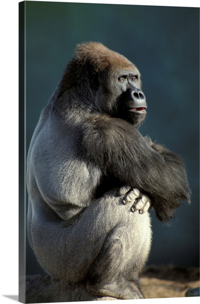 Gorilla Photograph, Color Photography, Nature Photo, Wall Art, Wildlife  Decor, Art Print, Animal Portrait, Primate, gorilla, Close-up 2 