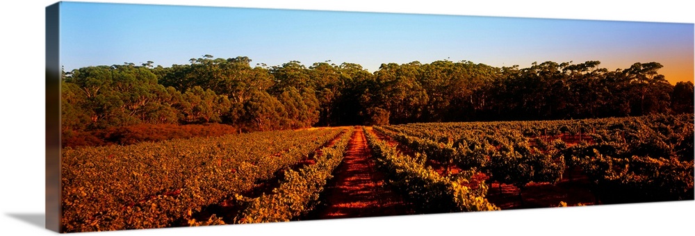 Grape vines in a vineyard, Leeuwin Estate, Margaret River, Western Australia, Australia