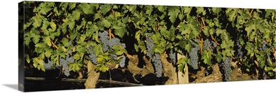 Grape vines in a vineyard, Napa Valley, California
