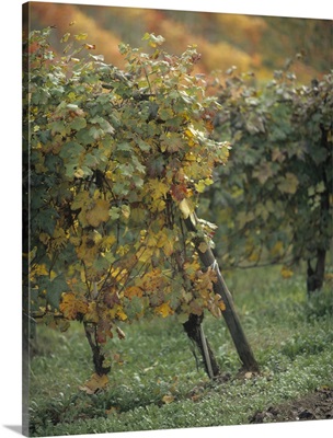 Grape vines in a vineyard, Piedmont, Italy