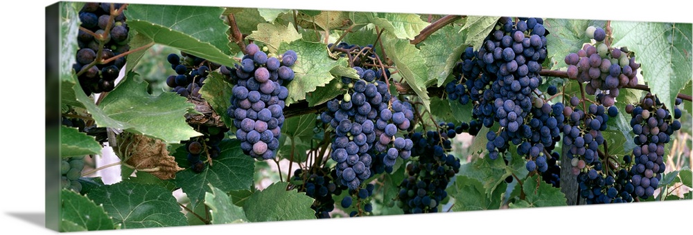 Grape vineyards Finger Lakes Region NY