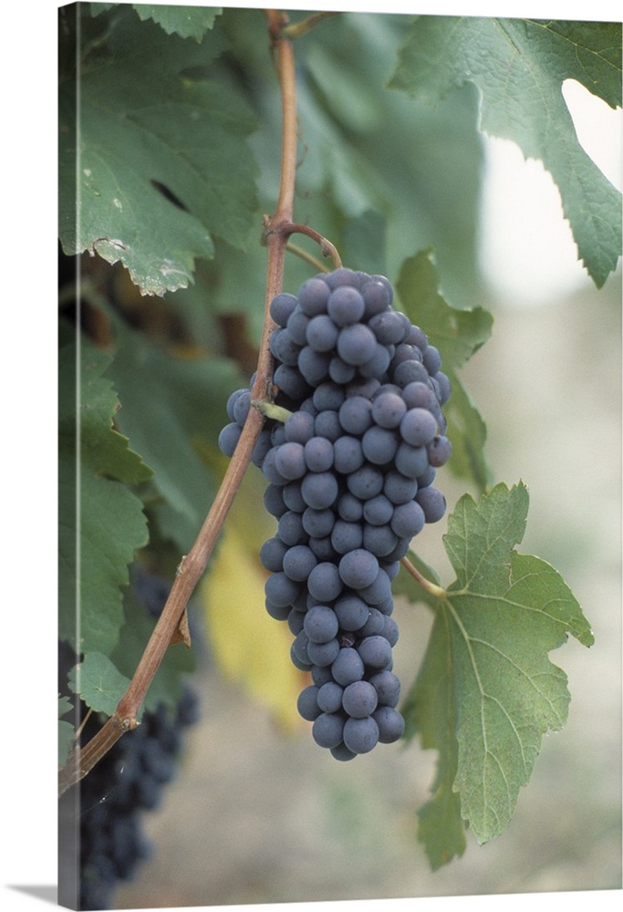 A bushel of wine grapes still on the vine are pictured closely.