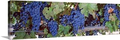Grapes Napa Valley CA