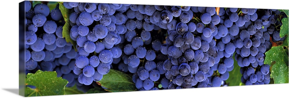 Horizontal, close up photograph of several, plump bunches of grapes with water droplets, on the vine in Napa, California.