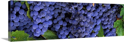 Grapes on the Vine Napa California