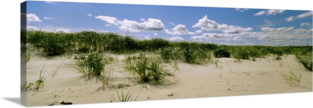 Grass among the dunes, Crane Beach, Ipswich, Essex County, Massachusetts