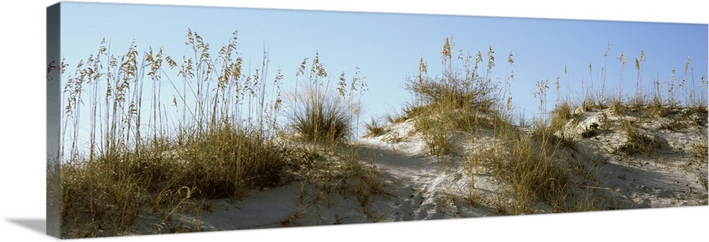 Wide angle photograph taken of grass on sand dunes with the sky pictured above.