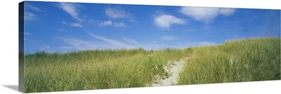 Grass On Sand Dunes, Cape Cod, Massachusetts