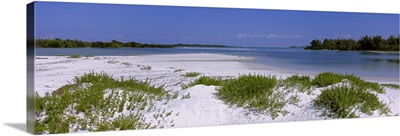 Grass on the beach, Fort De Soto Park, Tierra Verde, Florida