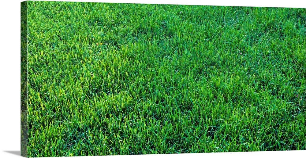 Grass Sacramento CA