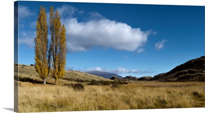 Grassland, Valle Chacabuco, Patagonia National Park, Patagonia, Chile