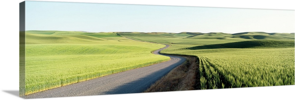 Gravel Road Through Barley and Wheat Fields WA