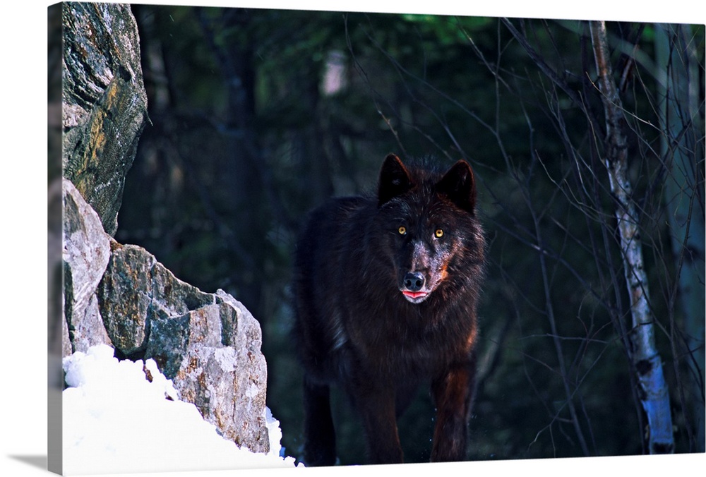 Horizontal photograph on a big wall hanging of a timber wolf looking at the camera while standing on a snow covered, rocky...