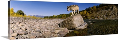 Gray wolf standing on a rock at the riverbank, North Fork Flathead River, Glacier National Park, Montana, (Canis lupus)
