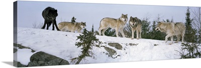 Gray wolves (Canis lupus) in a forest, Massey, Ontario, Canada