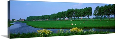 Grazing Sheep Along Canal The Netherlands