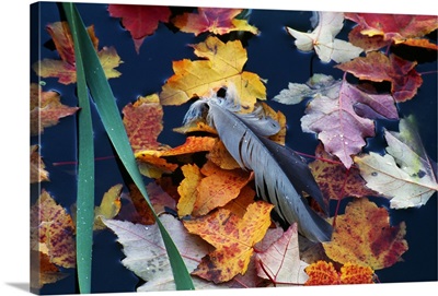 Great Blue Heron Feather (Ardea Herodias) On Marsh Water With Fallen Autumn Color Leaves