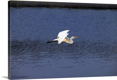 Great egret bird (Ardea alba) flying low over water, profile, Huntington Beach State Park, South Carolina