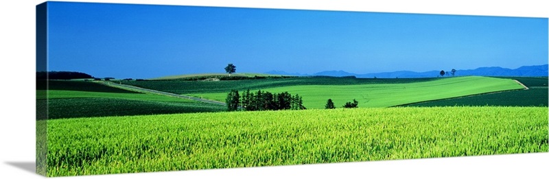 Green Field Japan | Great Big Canvas