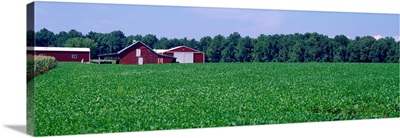 Green field with barn in the background, Maryland