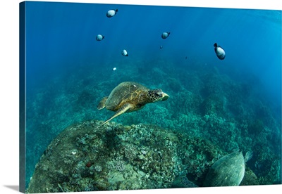 Green Sea turtle and fish swimming in the Pacific Ocean, Hawaii