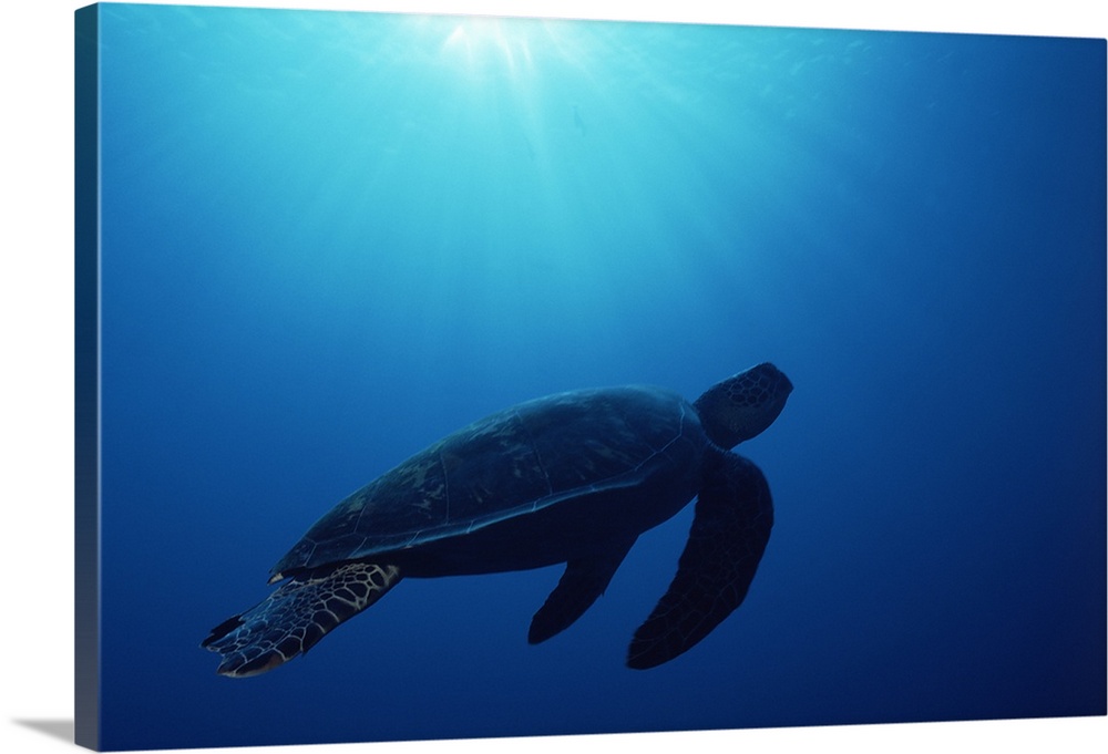 Green sea turtle (Chelonia mydas) silhouetted underwater, Banda Sea, Island of Borneo, Malaysia