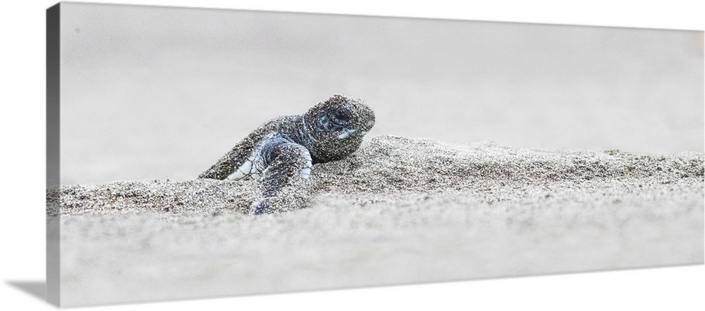 Green sea turtle (Chelonia mydas) hatching, Costa Rica