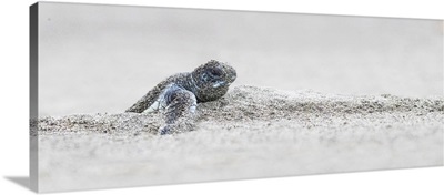 Green Sea Turtle Hatching, Costa Rica