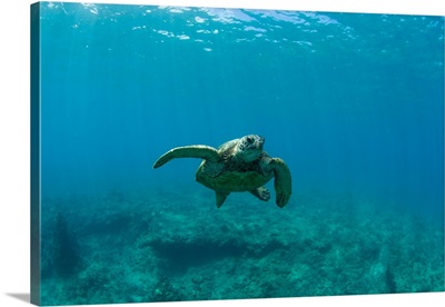 Green Sea turtle swimming in the Pacific Ocean, Hawaii