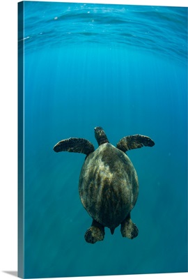 Green Sea turtle swimming in the Pacific Ocean, Hawaii