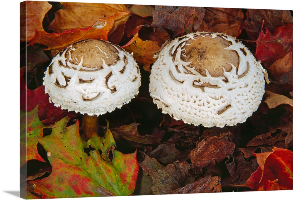 Green-spored lepiota mushrooms (Chlorophyllum molybdites) growing in leaf litter, autumn color, close up.