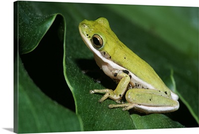 Green Tree Frog On Leaf