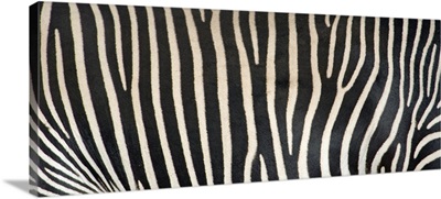 Grevey's Zebra Stripes