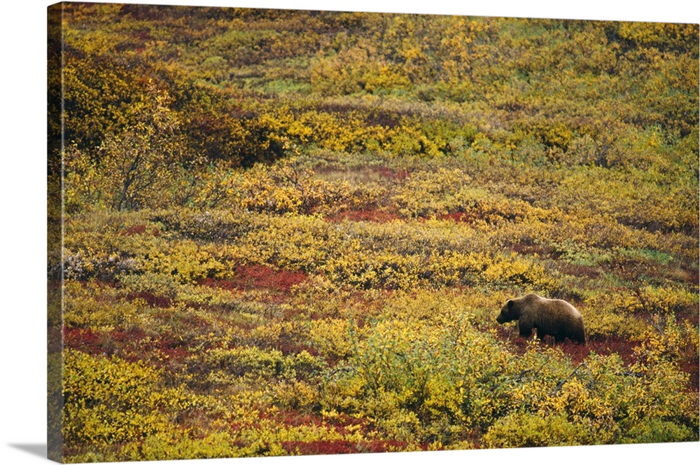 Grizzly bear (U. horribilis) looking for berries in autumn color tundra, Alaska