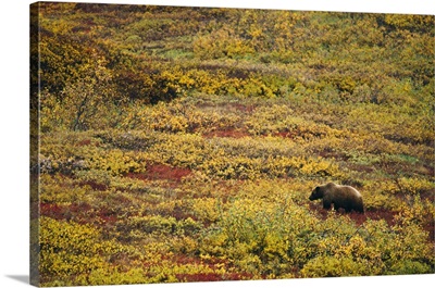 Grizzly bear (U. horribilis) looking for berries in autumn color tundra, Alaska