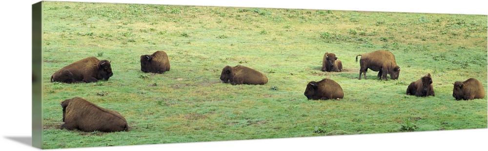 Group of American Bisons grazing in a field, San Francisco, California
