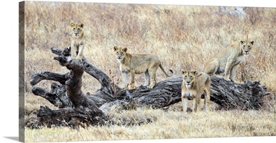 Group Of Four Lions, Ngorongoro Conservation Area, Tanzania, Africa