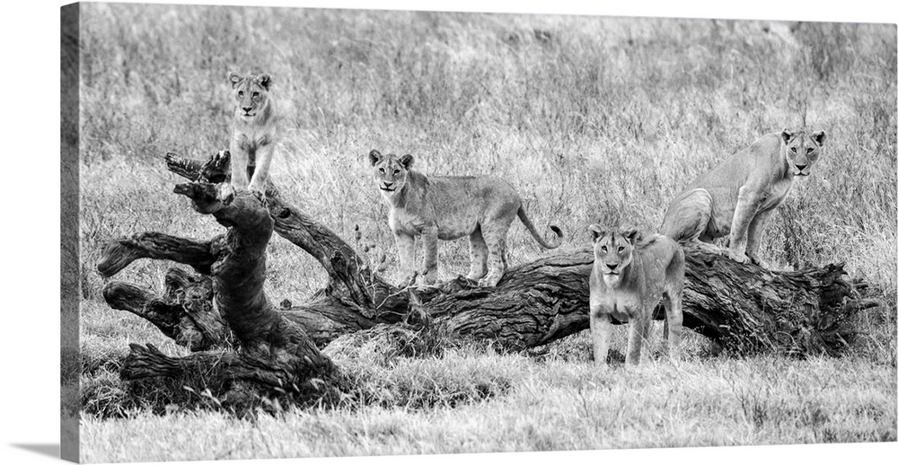 Group of four lions (Panthera leo), Ngorongoro Conservation Area, Tanzania, Africa