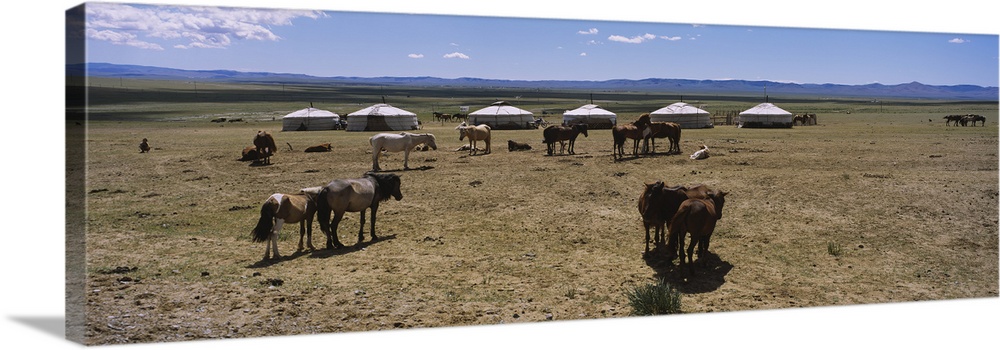 Group of horses and yurts in a field, Independent Mongolia