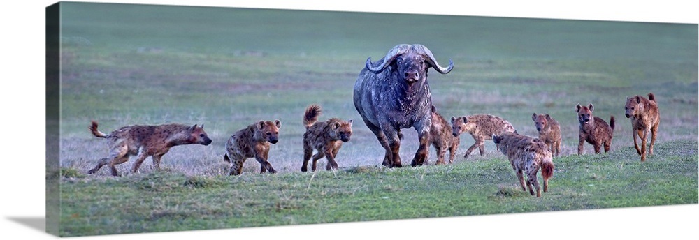 Group of hyenas hunting an African buffalo (Syncerus caffer