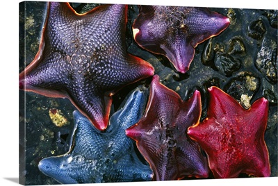 Group Of Starfish