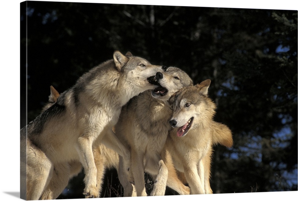 This wildlife photograph shows a pack of wolves rough housing in front of an out of focus forest backdrop.
